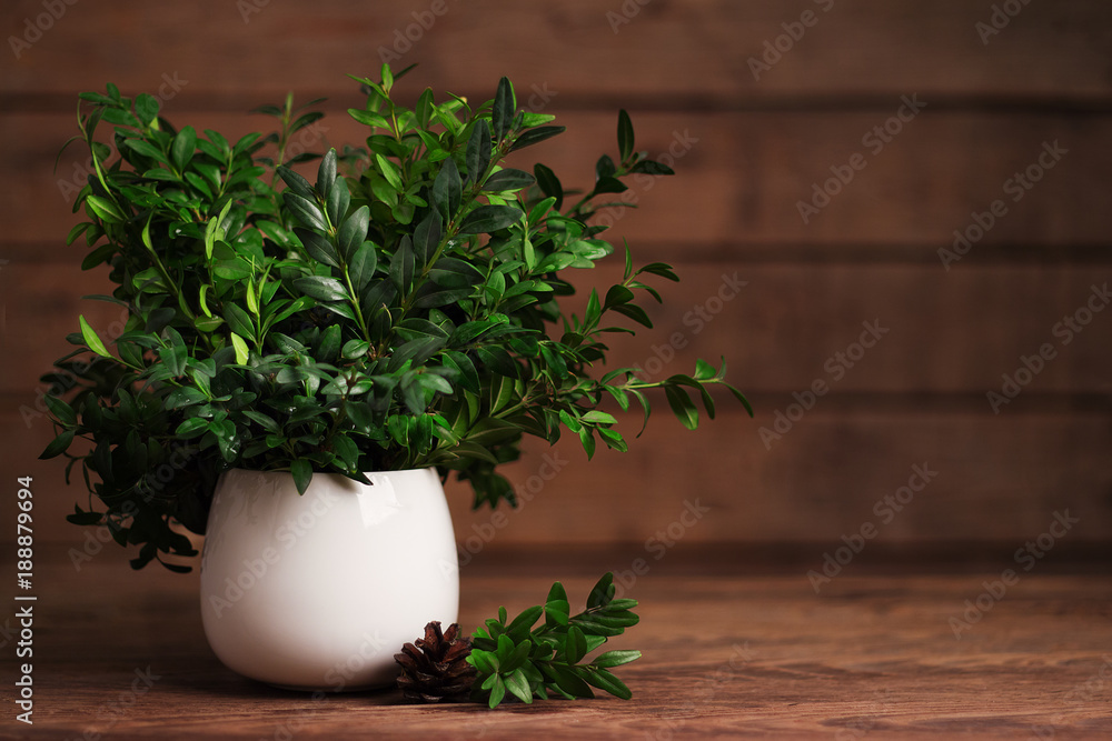 Green bouquet in white vase on a wooden table closeup. Background for a postcard. Shallow depth of field Green bouquet in white vase on a wooden table closeup. Background for a postcard. Shallow depth of field