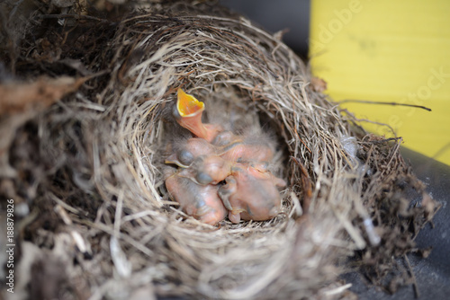 hungrige, neu geschlüpfte Vogelküken im Nest rufen nach der Mutter