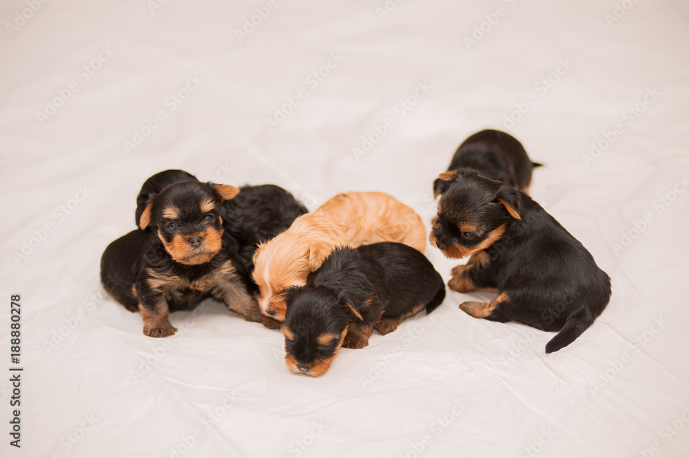 One month Yorkshire terrier and Chinese Crested Dog puppies