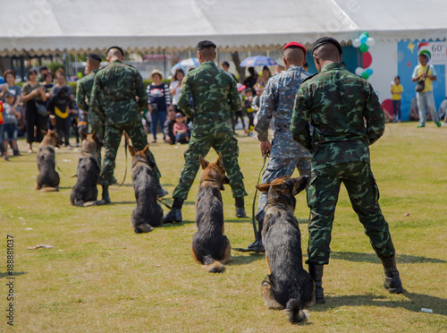 German Shepherd obedience training class. K9 dog training photo