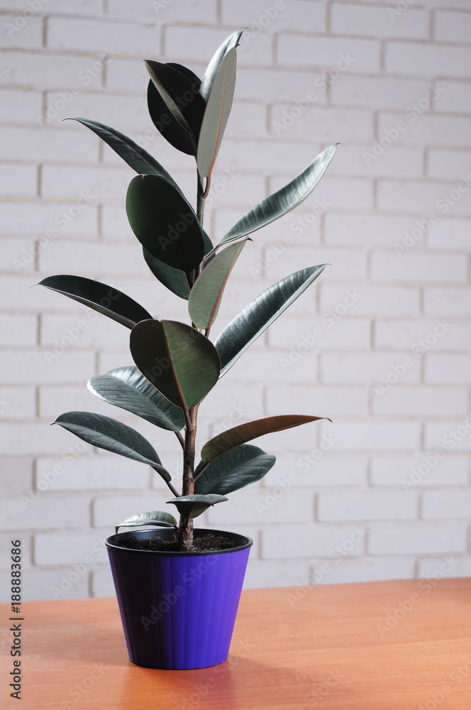 Фотография ficus rubber on a table on a white brick wall background