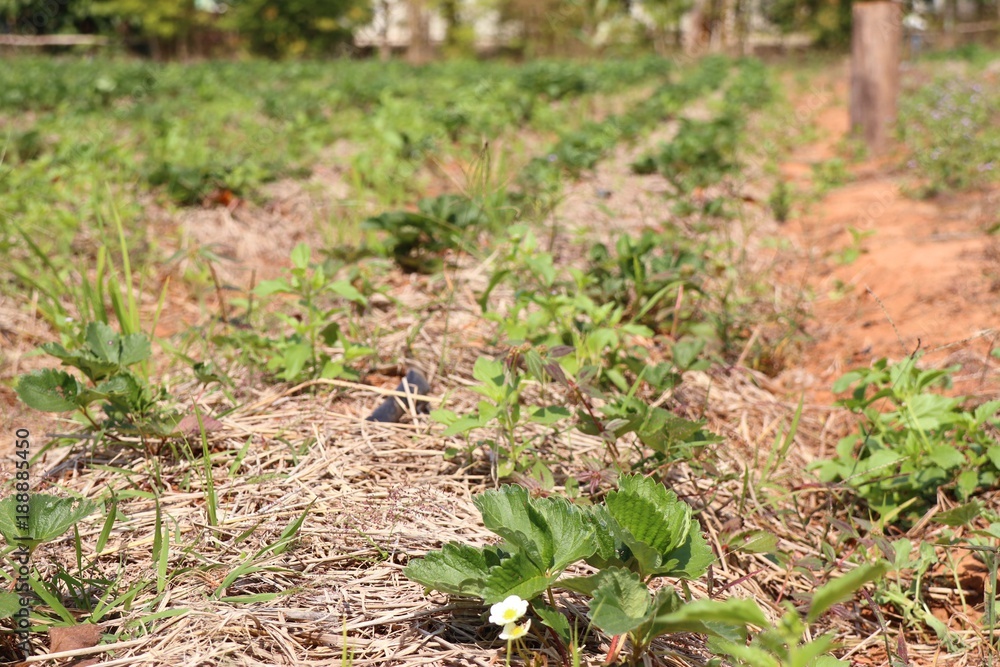 Strawberry plant in garden Strawberry plant in garden