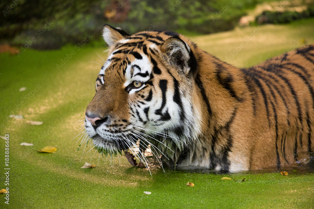Obraz premium Tiger im grünen Wasser