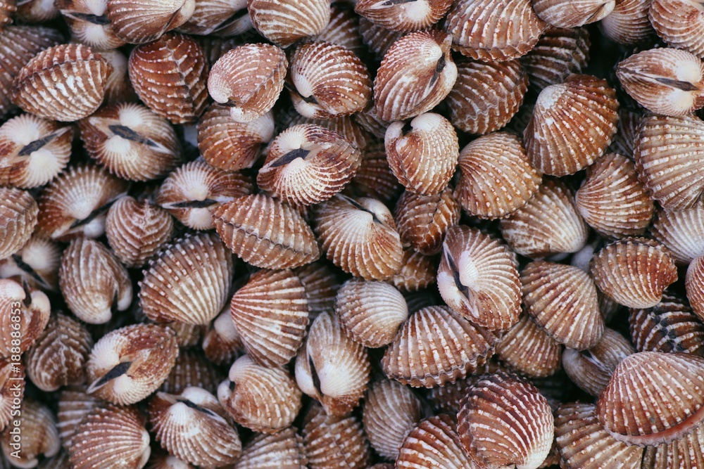 Cockles at street food Cockles at street food