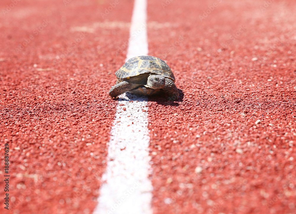 Ταπετσαρία turtle walking down a red track in a concept of racing or getting to a goal no m