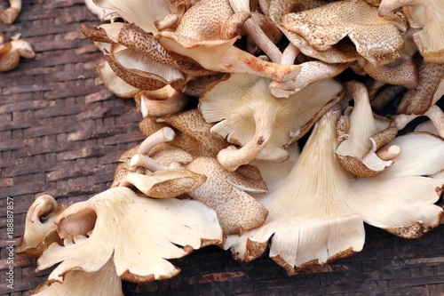Fresh mushrooms at the market © oilslo