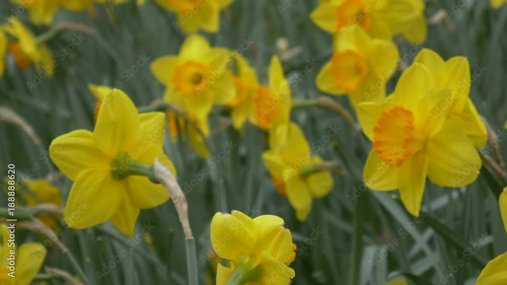 Wild Mountain Daffodils Wild Mountain Daffodils