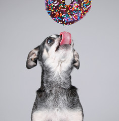 cute photo of a funny chihuahua isolated on a gray background eating a giant chocolate doughnut with colorful sprinkles