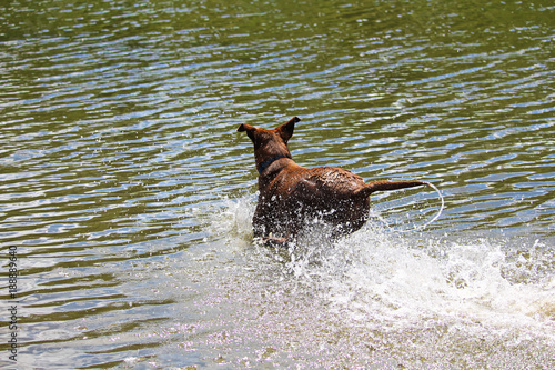 A brown log leaping through the water playing