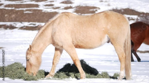 Aspen Horses in Winter