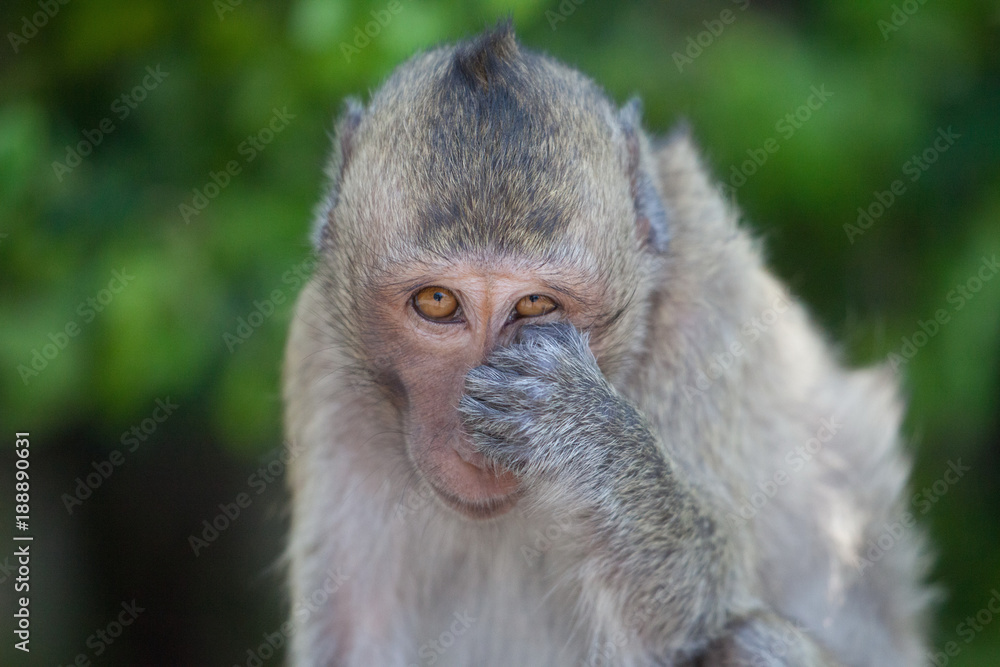 Naklejka premium 可愛いサル