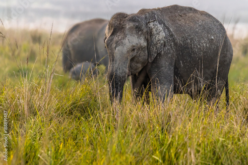 Asiatic Elephants grazing