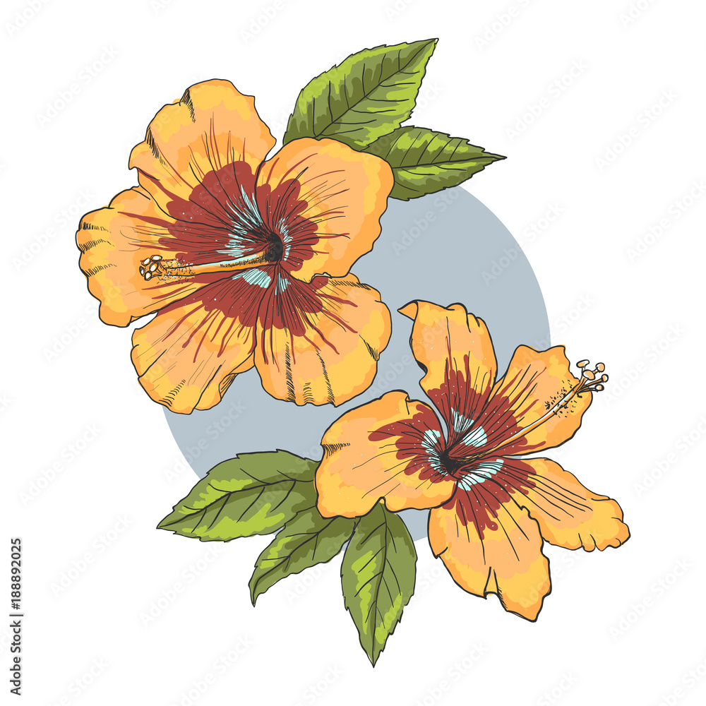 A bouquet of tropical Hibiscus flowers. Hand drawn sketch. Vector illustration isolated on white background. A template for the design. A bouquet of tropical Hibiscus flowers. Hand drawn sketch. Vector illustration isolated on white background. A template for the design.