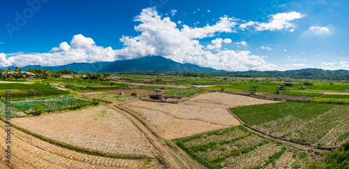 Panorama view of rice field.