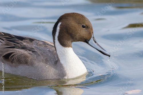 Northern pintail male swimming in water in British Columbia.