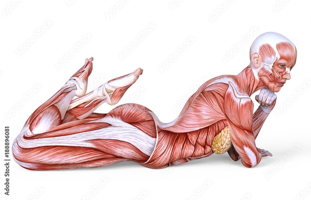 Female anatomy and muscles, body without skin isolated on white Stock Illustration Adobe Stock