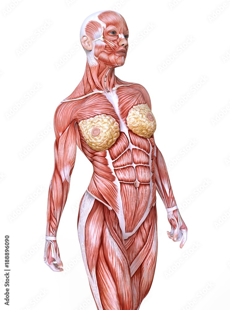 Female anatomy and muscles, body without skin isolated on white Female anatomy and muscles, body without skin isolated on white