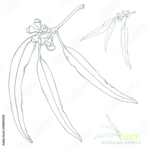 Billede på lærred Gumnuts Natural Hand-drawn Vector Design