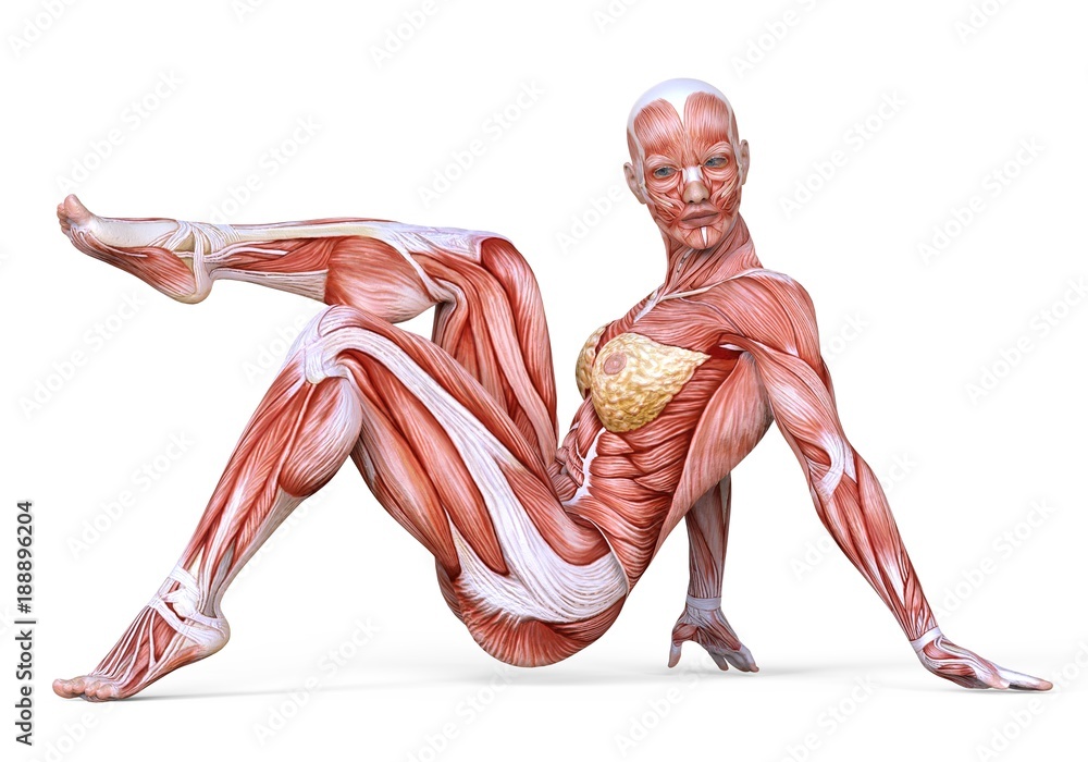 Female anatomy and muscles, body without skin isolated on white