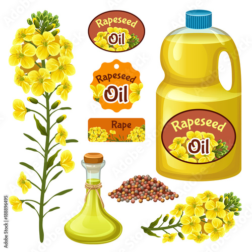Seeds and rape flowers, canola oil. Brassica napus. Isolated vector illustration  on white background.