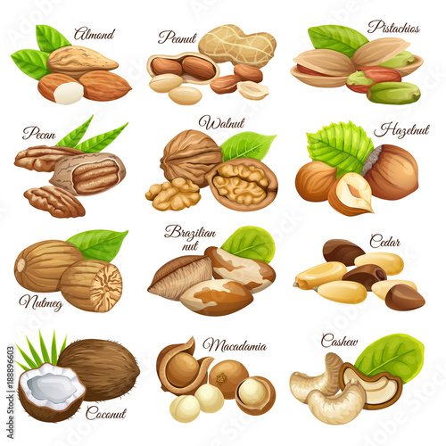 Set nuts food grains  of cashew and brazilian nut, coconut and cedar, hazelnut and cashew, almonds and walnut, nutmeg and pecan, peanut and macadamia, pistachio.