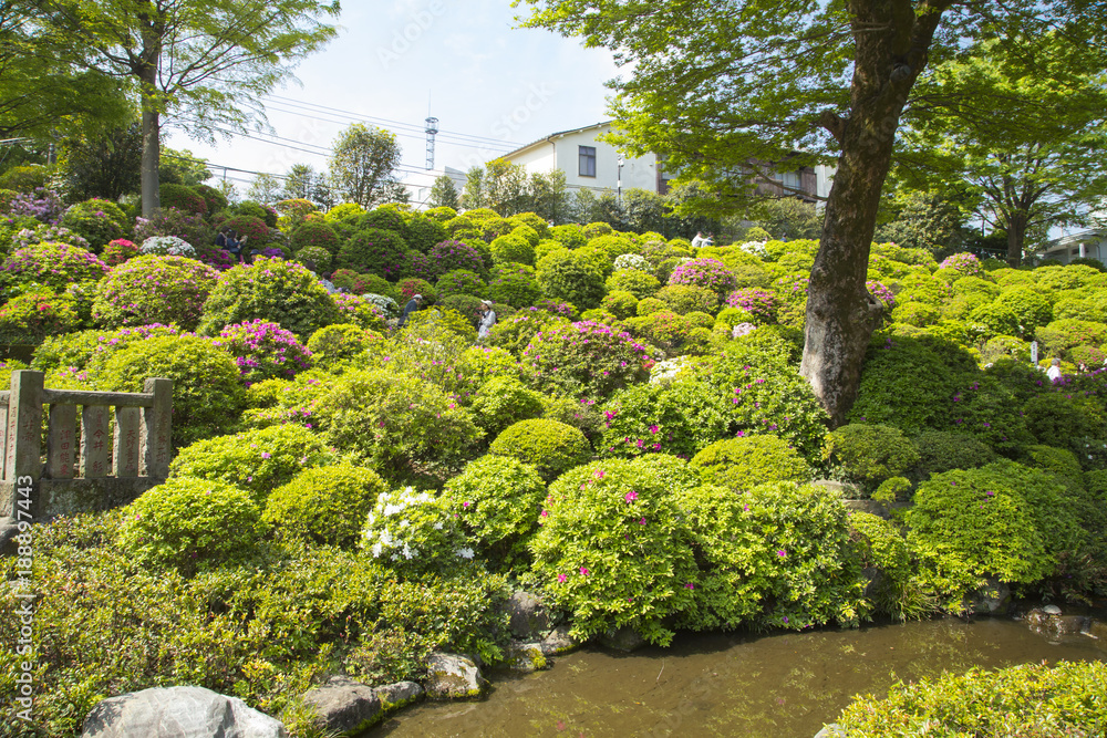 Azalea garden in Nezu shrine