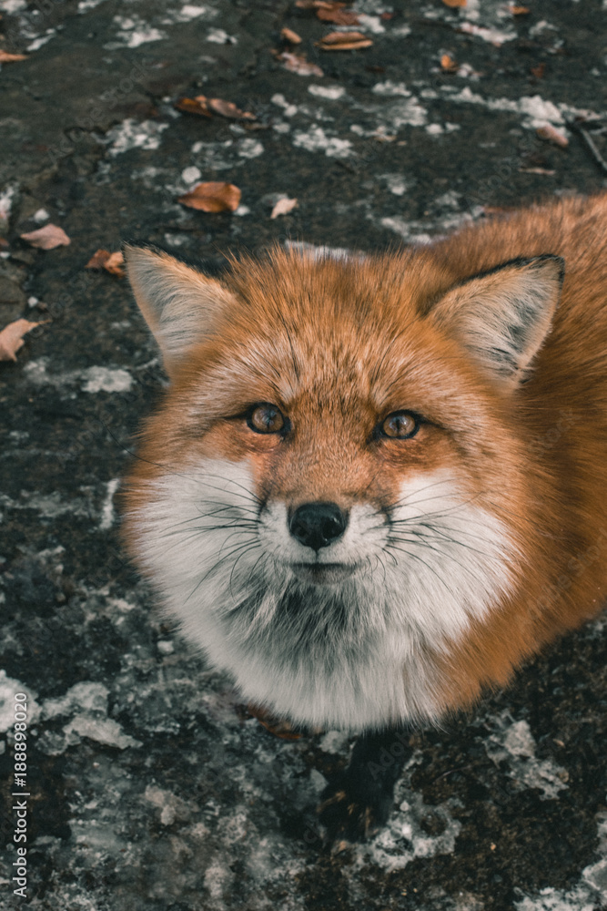 Fototapeta premium urban fox