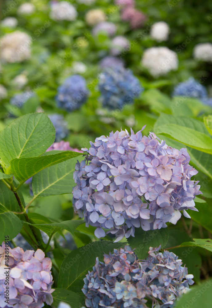 たくさんのアジサイ