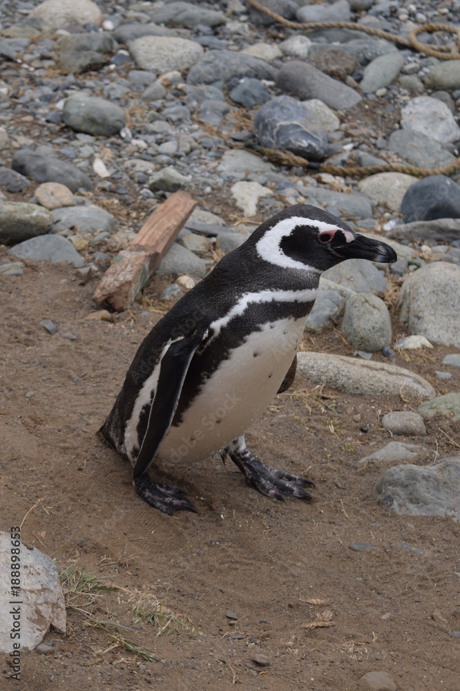 Naklejka premium Pingüino Magallanico