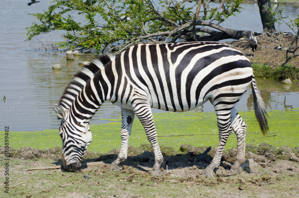 Zebra is feeding grass by the pool. Zebra is feeding grass by the pool.