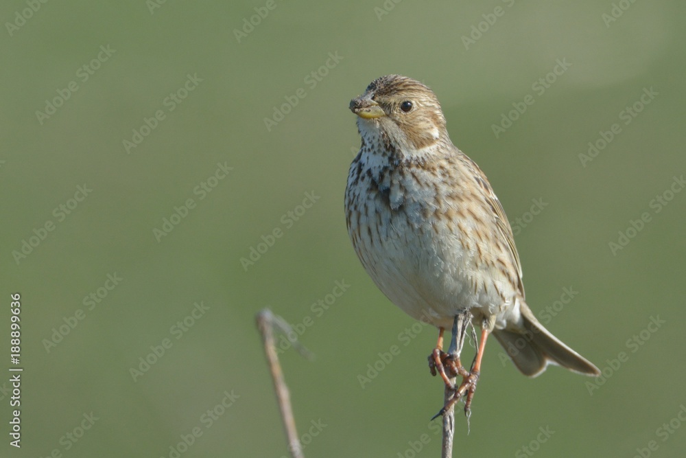 Corn bunting (Emberiza calandra) Corn bunting (Emberiza calandra)