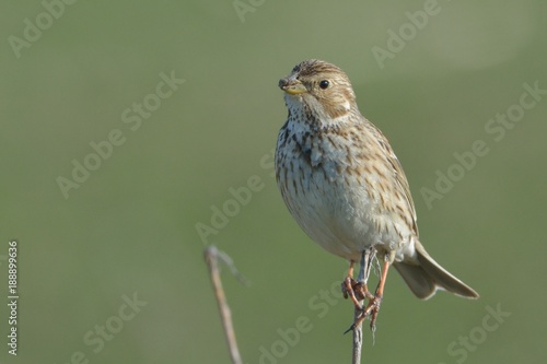 Corn bunting (Emberiza calandra)