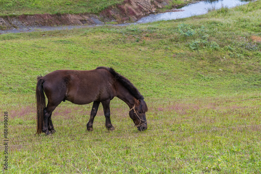 A dark brown pony grazes the grass in the farm A dark brown pony grazes the grass in the farm