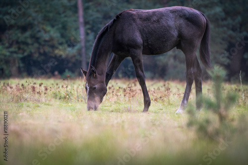 Senner Wildpferde an den Emsquellen im Teutoburger Wald