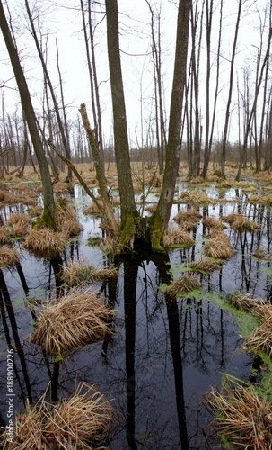 Podmokłe torfowiska w rezerwacie przyrody Olszyny Niezgodzkie na Dolnym Śląsku w okolicach Milicza, w krainie Baryczy