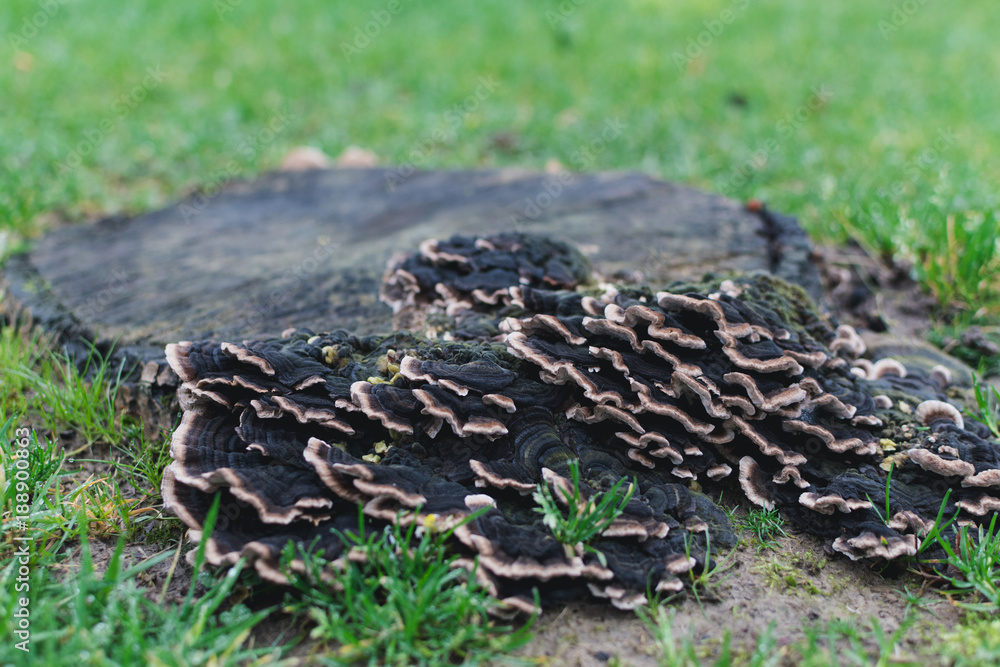 Mushrooms Mushrooms