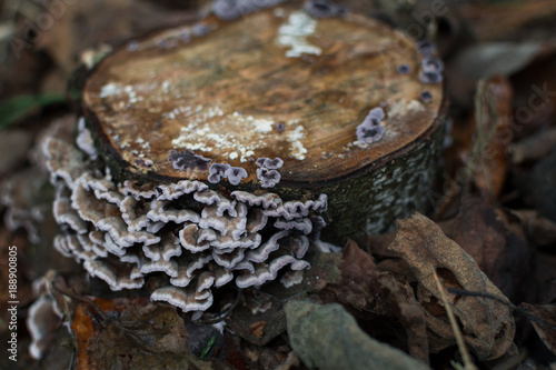 Fungus growing on a dead tree