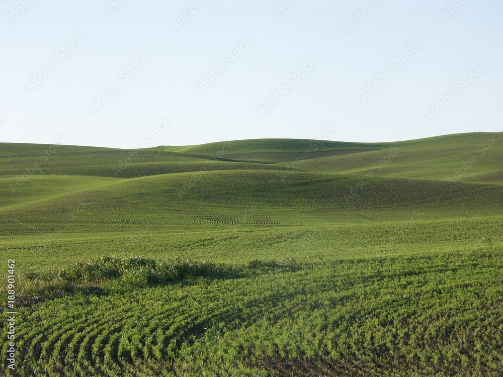 Green Wheat Field