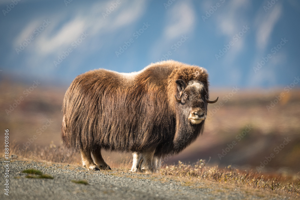 Musk ox at Dovre mountain in Norway - obrazy, fototapety, plakaty 