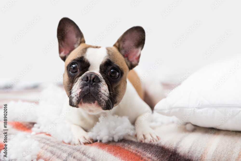 home pet destroyer lies on the bed with a torn pillow. Pet care abstract photo. Small guilty dog with funny face. home pet destroyer lies on the bed with a torn pillow. Pet care abstract photo. Small guilty dog with funny face.