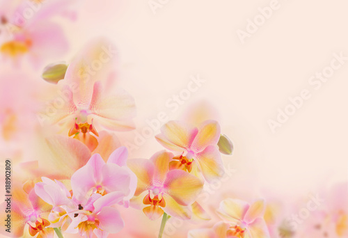 orchids on yellow background