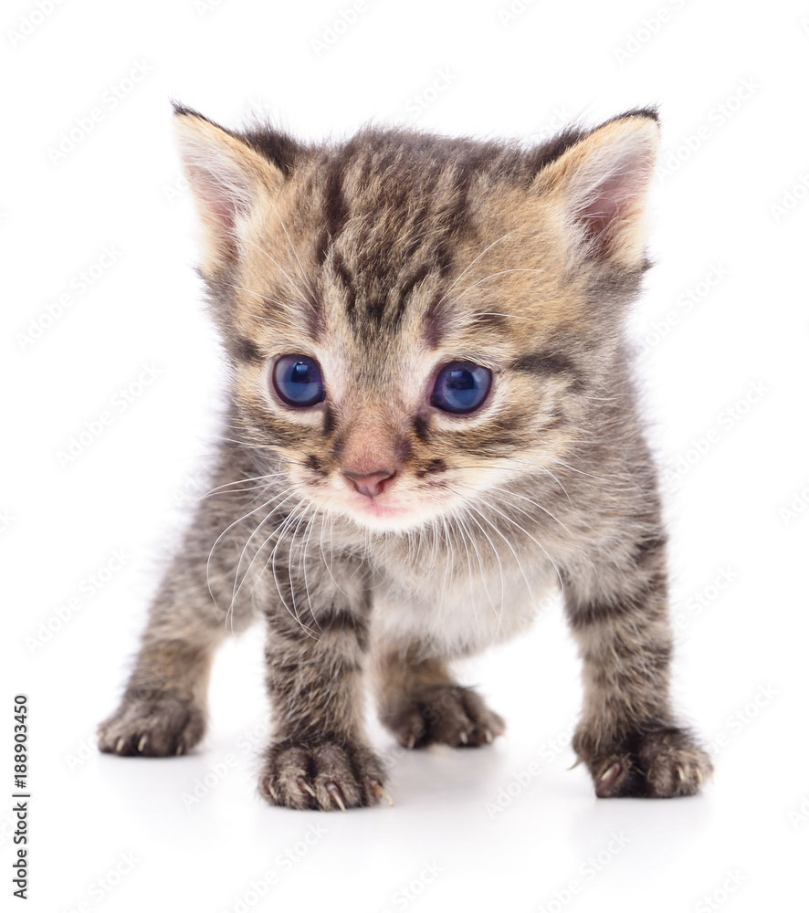 Obraz premium Kitten on white background.