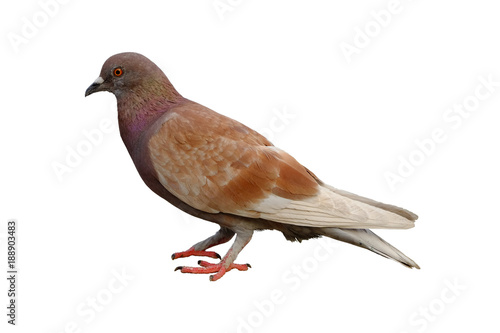 Full body of brown pigeon isolated on white background with clipping path.