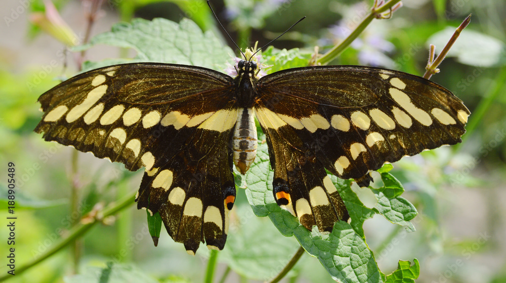 Fototapeta premium Butterfly on leaf