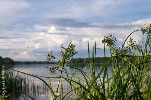 Bulrush and its bunches of small spikelets. The Biserovo lakefront, Moscow region, Russia. photo