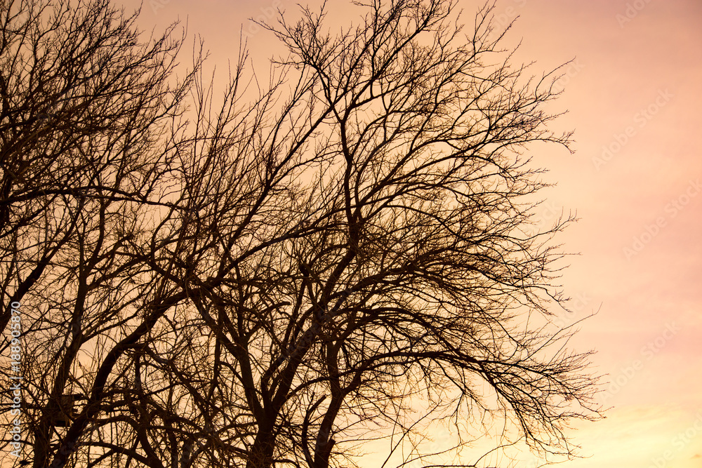 Naked tree branches against the backdrop of the sunset Naked tree branches against the backdrop of the sunset