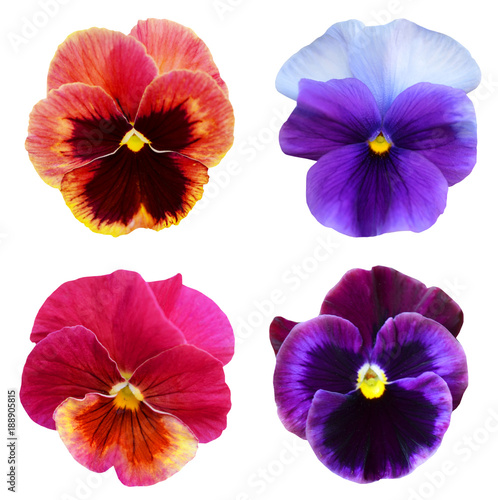 set of colorful pansy on white background