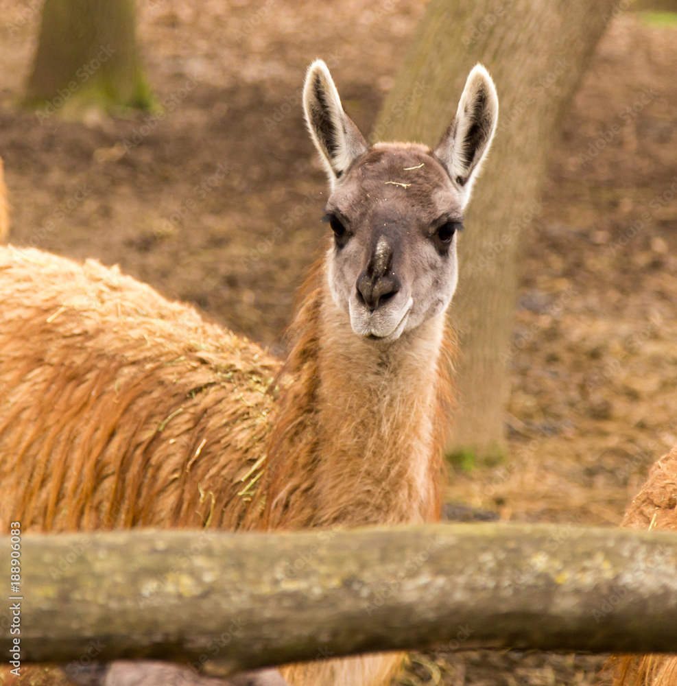 Portrait of a llama in a zoo
