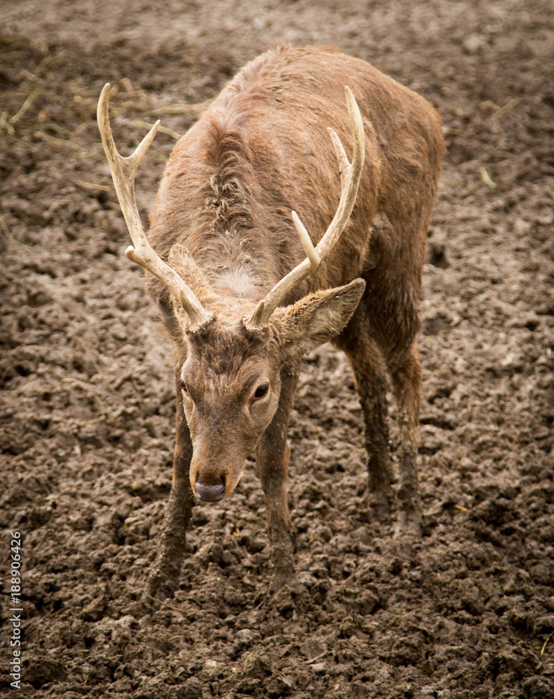 Portrait of a deer in a zoo in winter Portrait of a deer in a zoo in winter