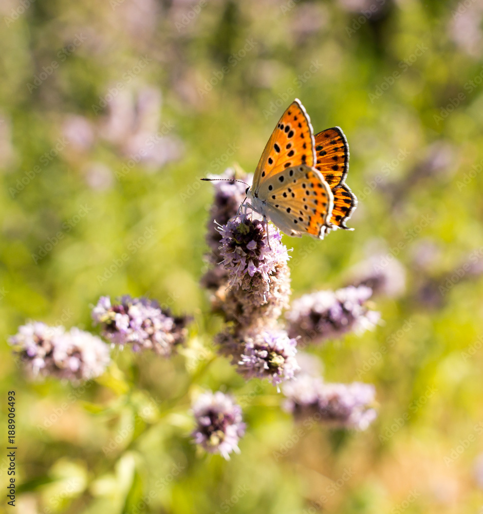 Beautiful butterfly in the wild on a plant Beautiful butterfly in the wild on a plant